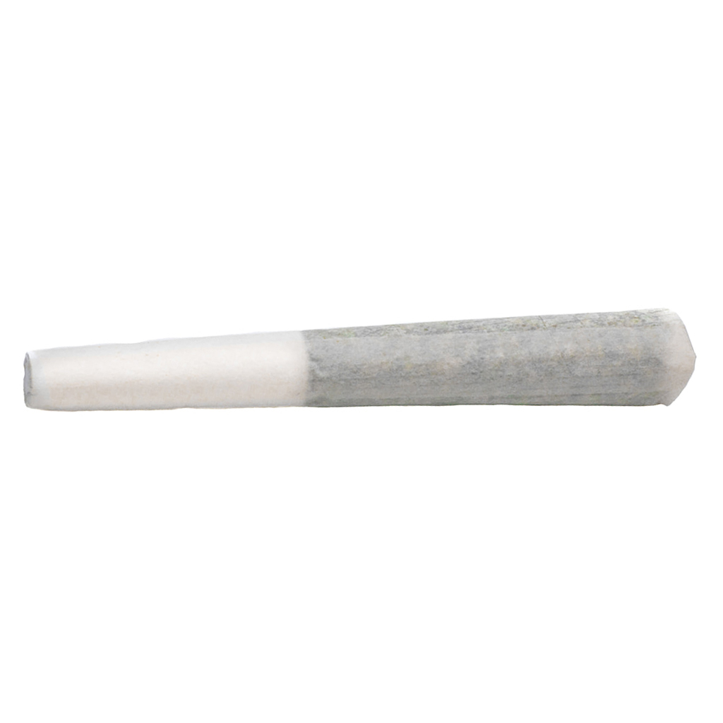 Bold- Sampler Pack- 3 x 0.5g