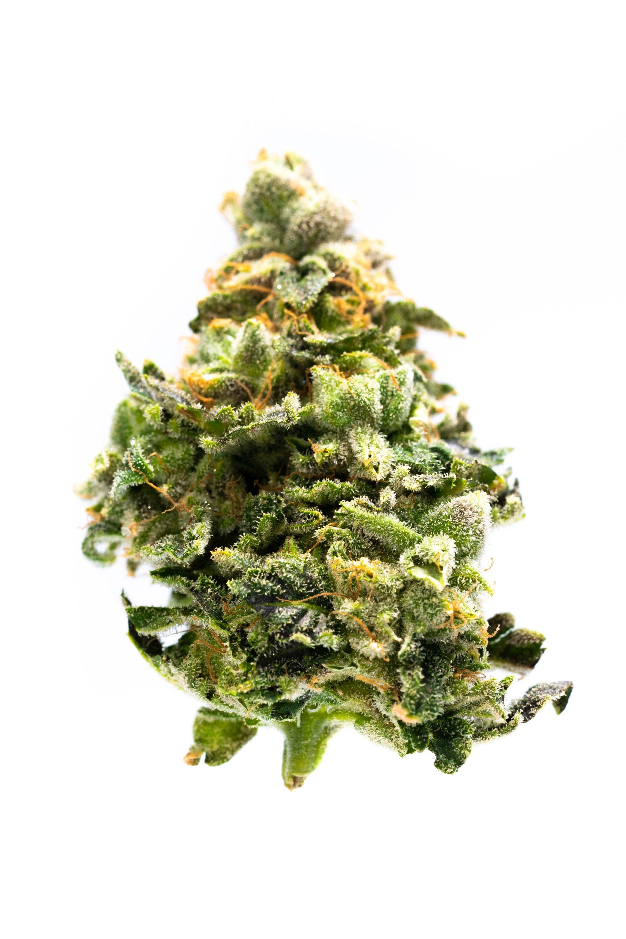 Western Cannabis - Multipack of Madness