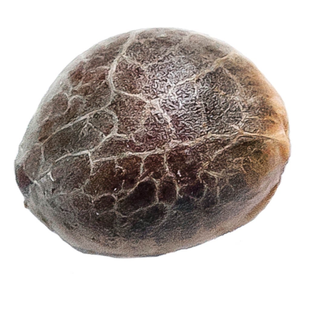 34 Street Seed Co. - Triple Scoop Seeds (Feminized) - Hybrid - 5 Pack