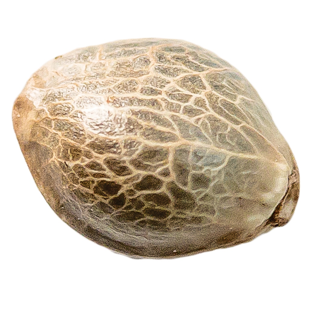 34 Street Seed Co. - Mango CBD 1:1 Seeds (Feminized) - Sativa - 5 Pack