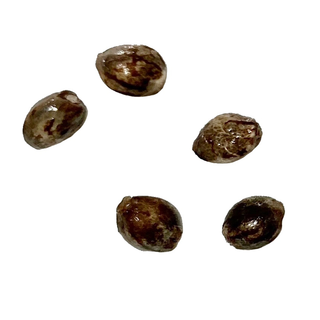 Autoflower Breeder's Club - Exodus UK Cheese THC AUTO Seeds - Hybrid - 5 Pack