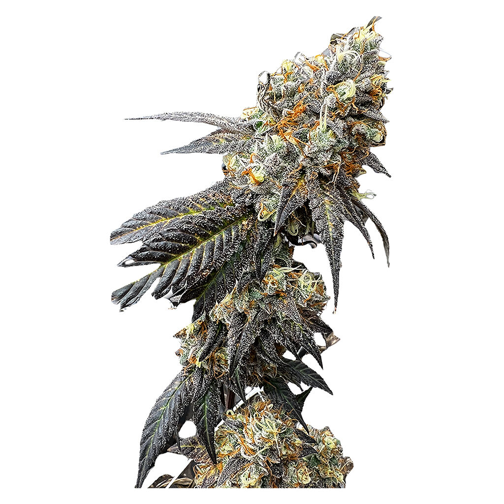 BC Green - Westcoast Apples and Bananas