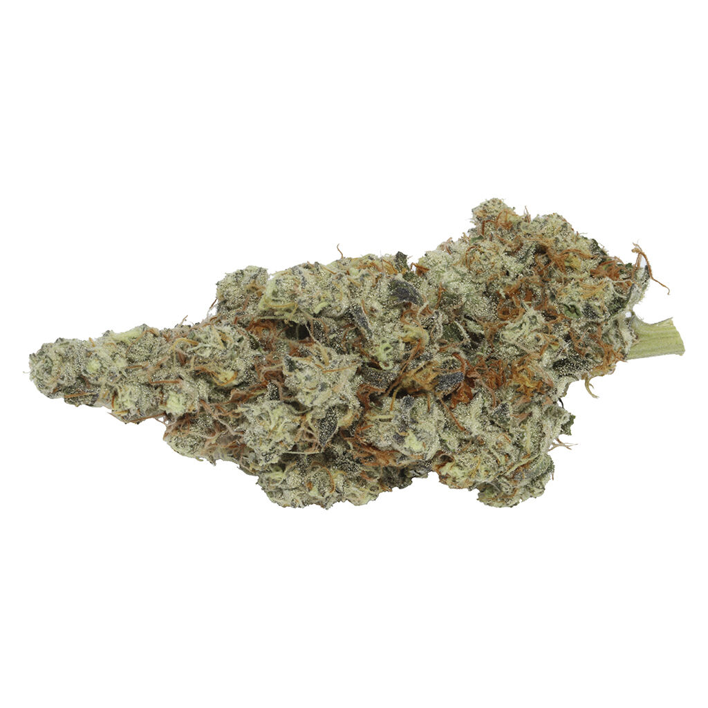 Carmel - Northern Tropic