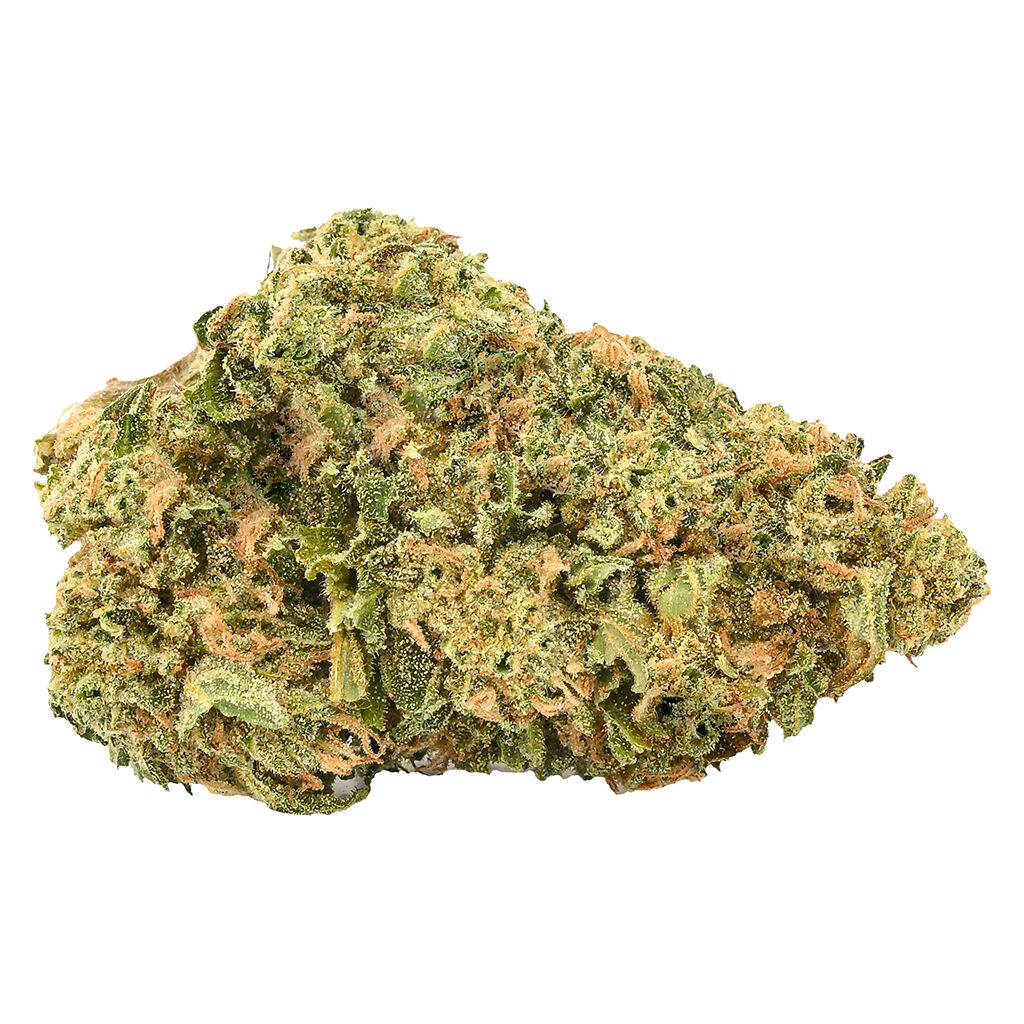 Fern - Mystery Gram Sativa