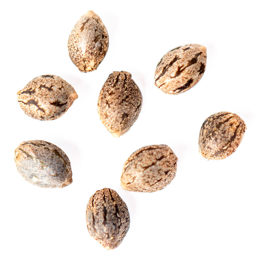 Canna Seed Co. - Tangerine Cookies Autoflower Seeds - Sativa - 8 Pack