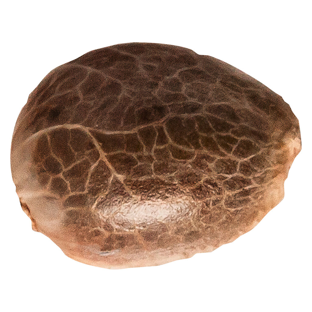34 Street Seed Co. - Apple Cobbler - Hybrid - 5 Pack