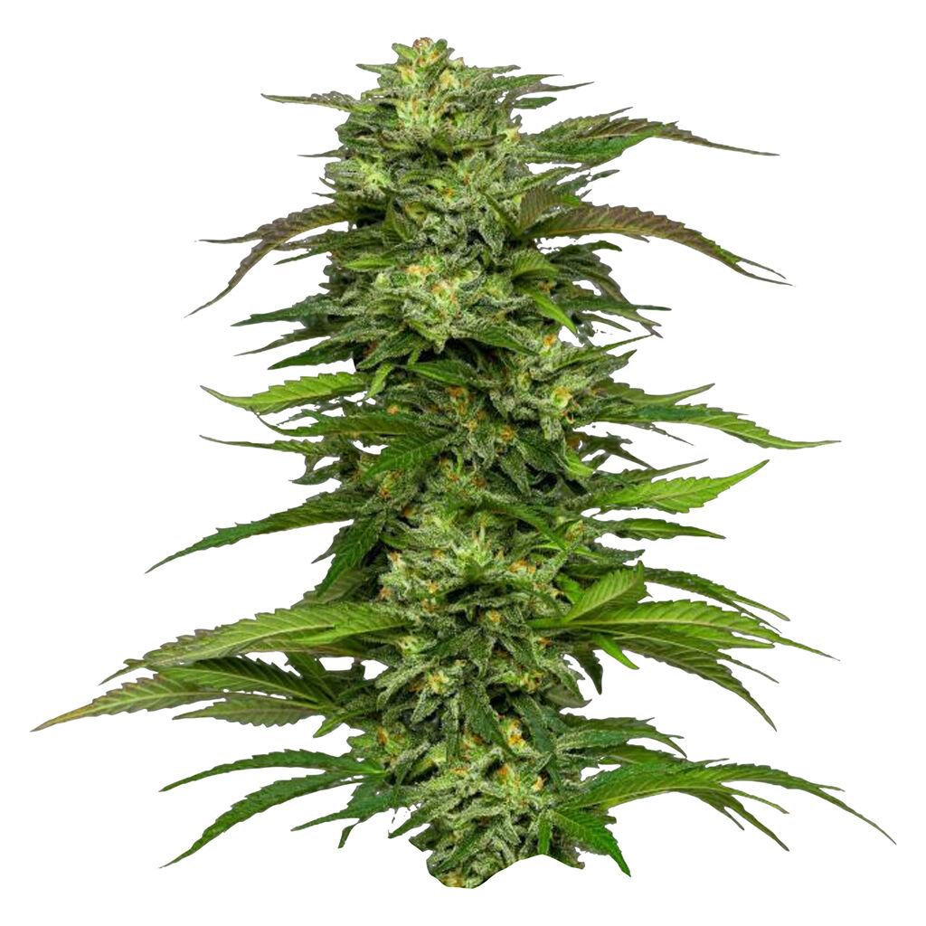 Humboldt Seed Company - Dream Queen Auto Seeds - Sativa - 5 Pack