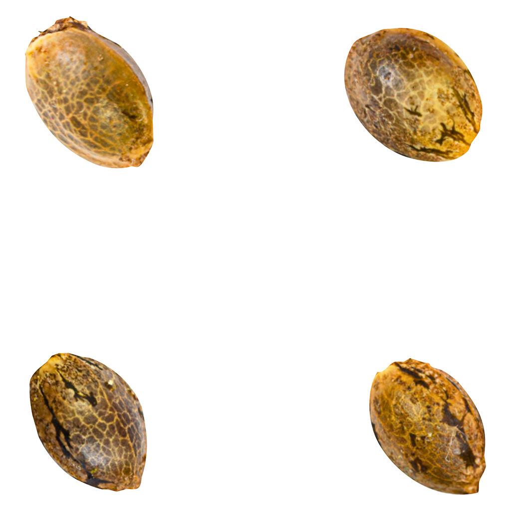 Green Rose Seeds - Crasher Breath (fem Seeds) - Indica - 4 Pack