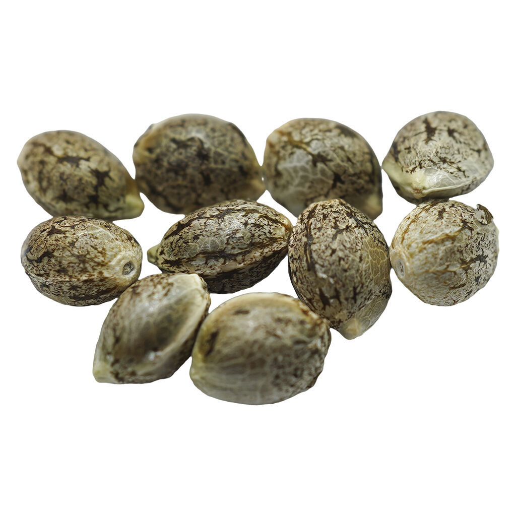 Voodoo Shack Seed Company - Ruby Tuesday Regular Seeds - Sativa - 10 pack