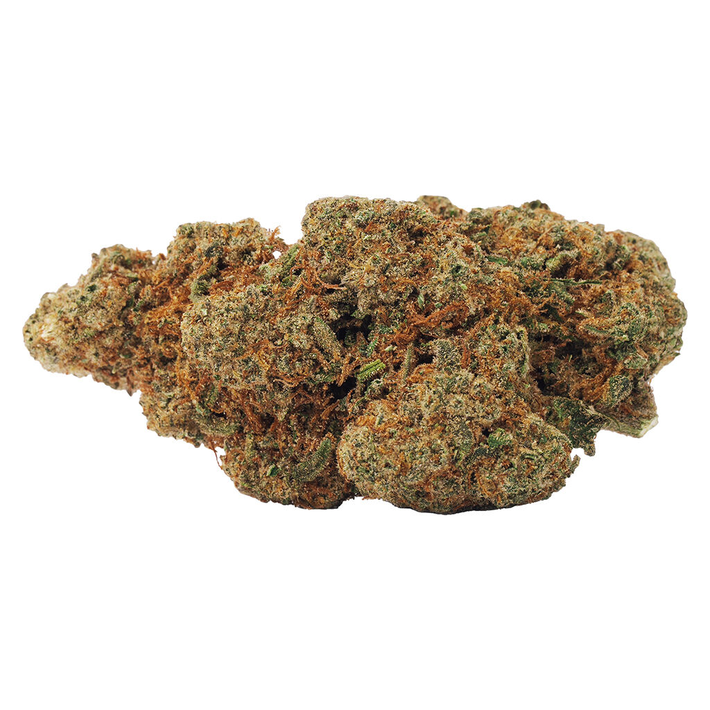 BOLD - Limited Cultivar