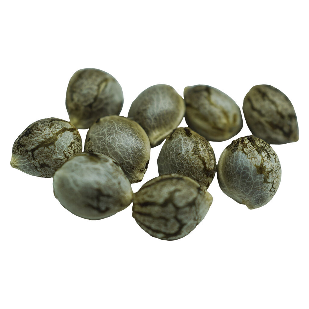 Voodoo Shack Seed Company - Crown Jewelz Regular Seeds - Sativa - 10 pack