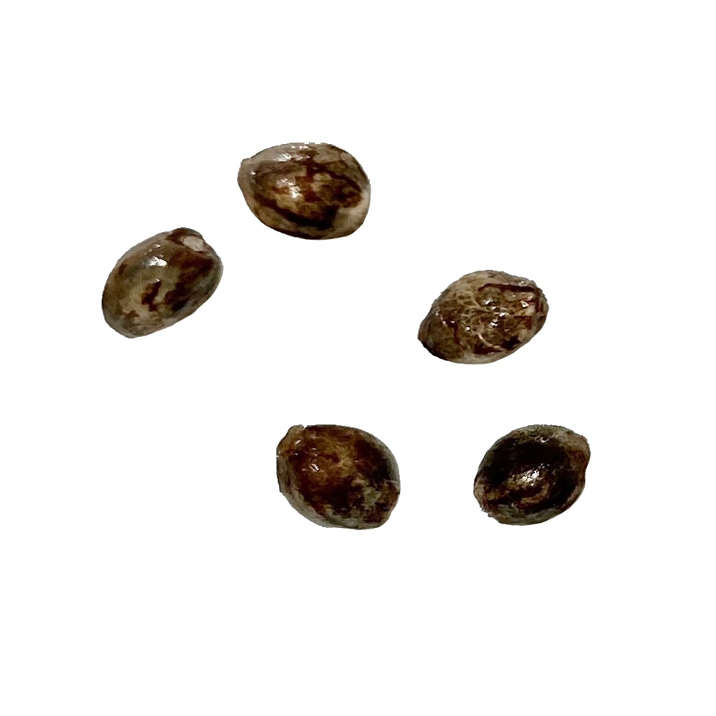 Autoflower Breeder's Club - Ice Cream Cake CBD:THC 1:1 AUTO Seeds - - 5 Pack