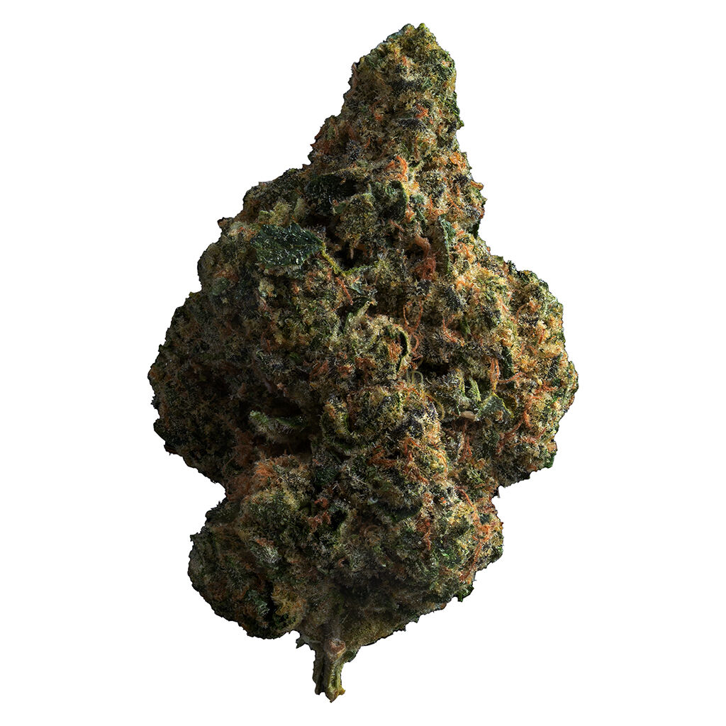 The Loud Plug - Tropicana Cookies