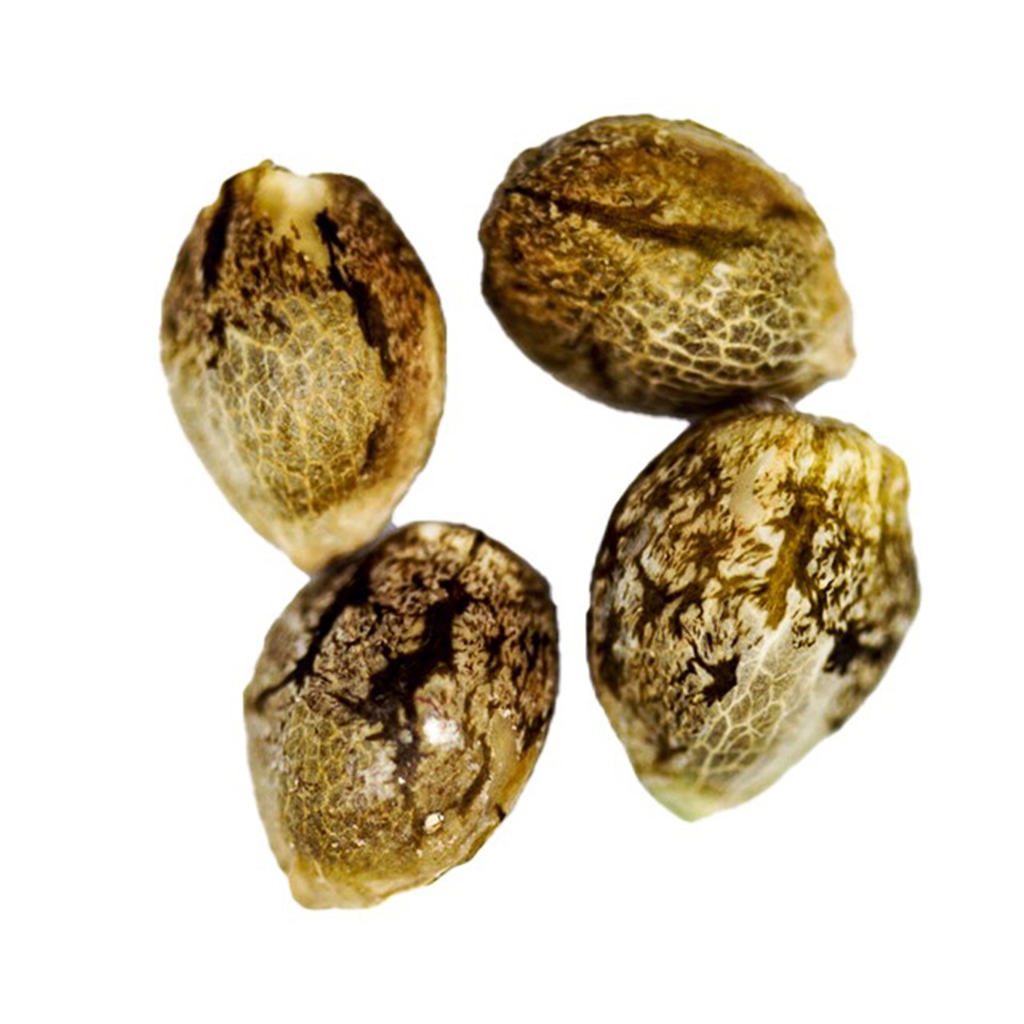 CRG Pharma - Charlotte's Diesel Seeds (Feminized) - Sativa - 4 Pack