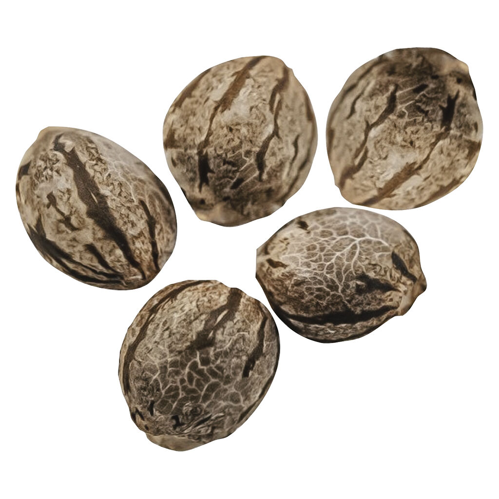 Happy Valley Genetics - Harlequin CBD Feminized Seeds - Sativa - 5 Pack