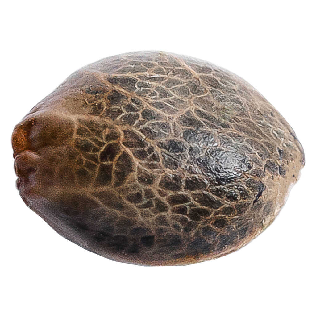 34 Street Seed Co. - Grandaddy Purps - Indica - 5 Pack