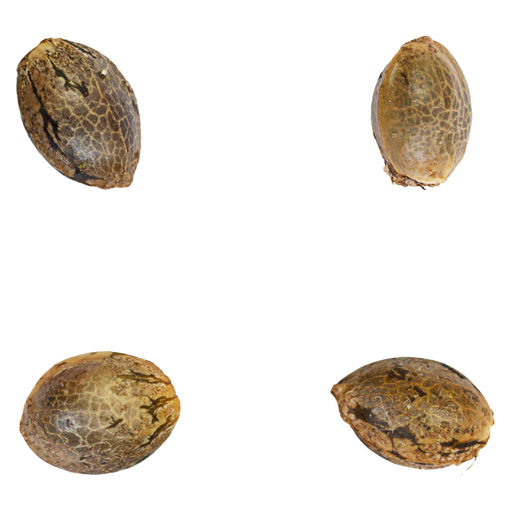 Green Rose Seeds - Tangerine T-bone F3 Seeds - Hybrid - 4 Pack