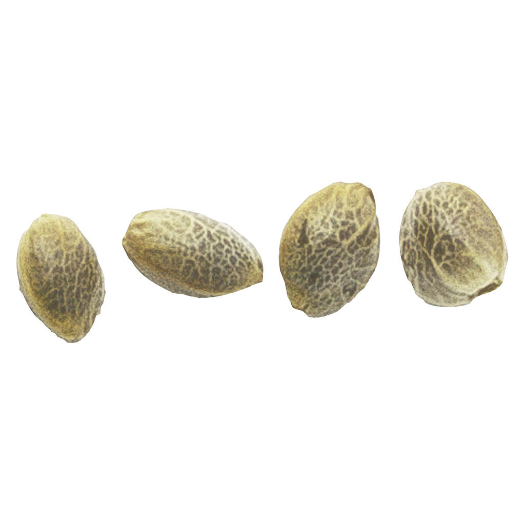 Weathered Islands - Magic Meadows (romulan) Feminized Seeds - Sativa - 4 Pack