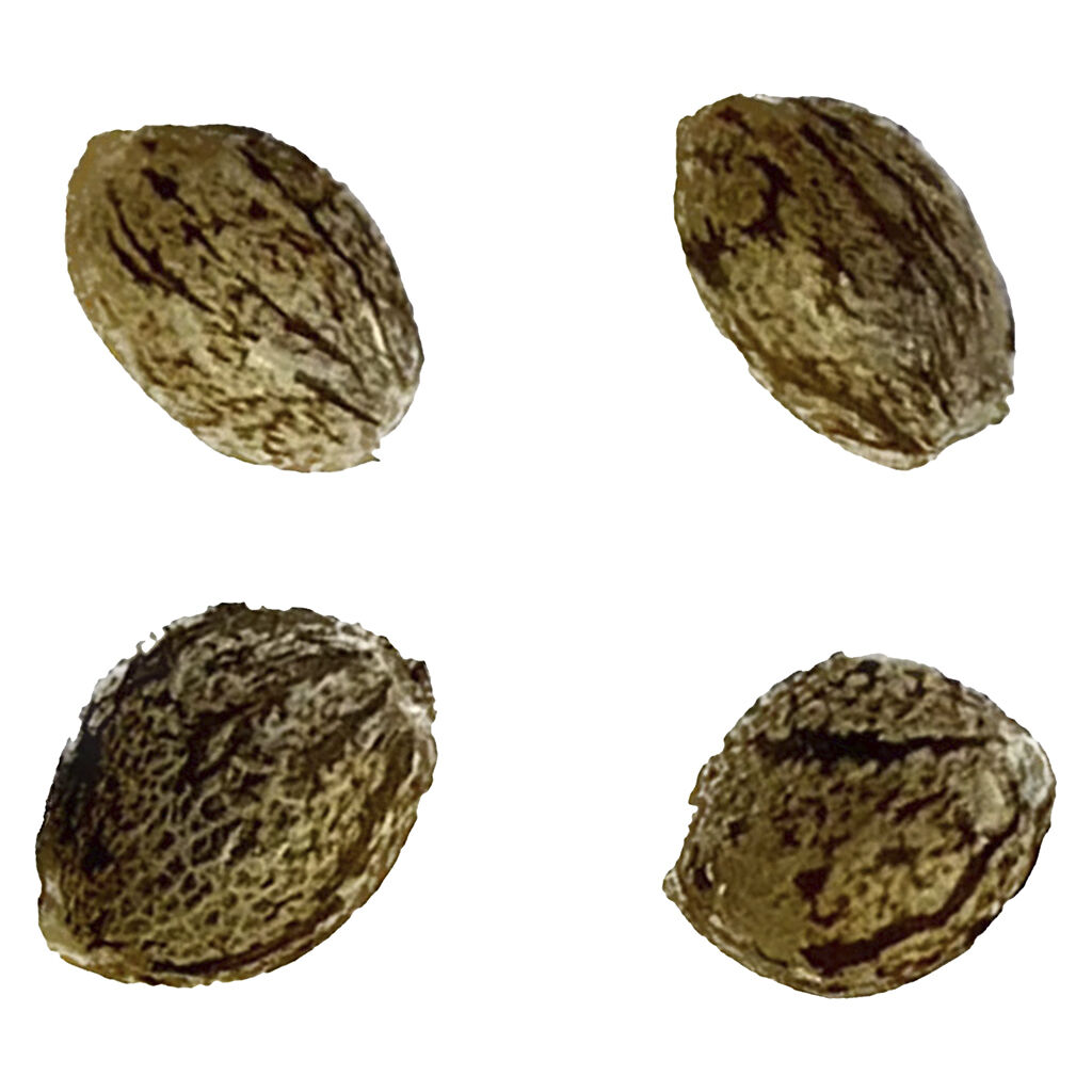 Automatic Ganja - Raspberry Ortega Northern Lights THC AUTO Feminized - Indica - 4 Pack