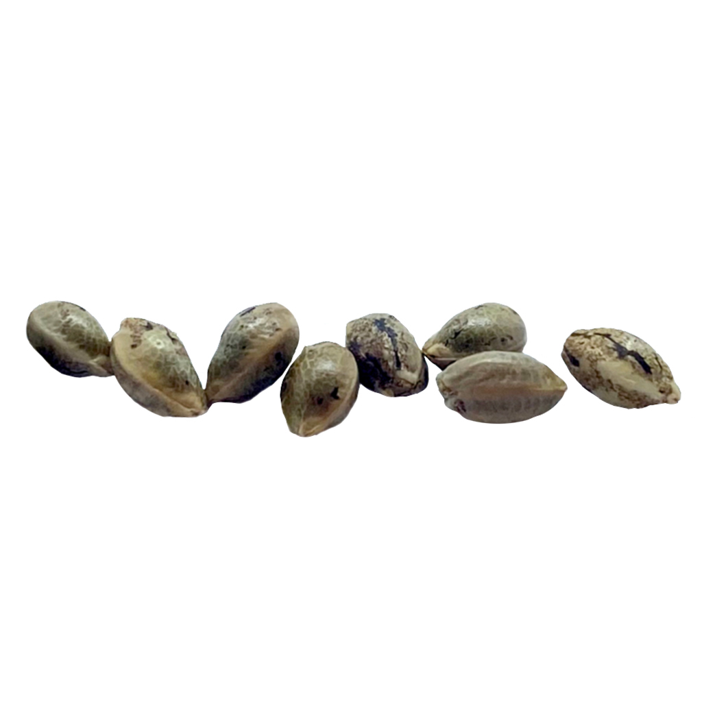 Ancestral Seeds - Durban Violette Feminized Seeds - Hybrid - 8 Pack