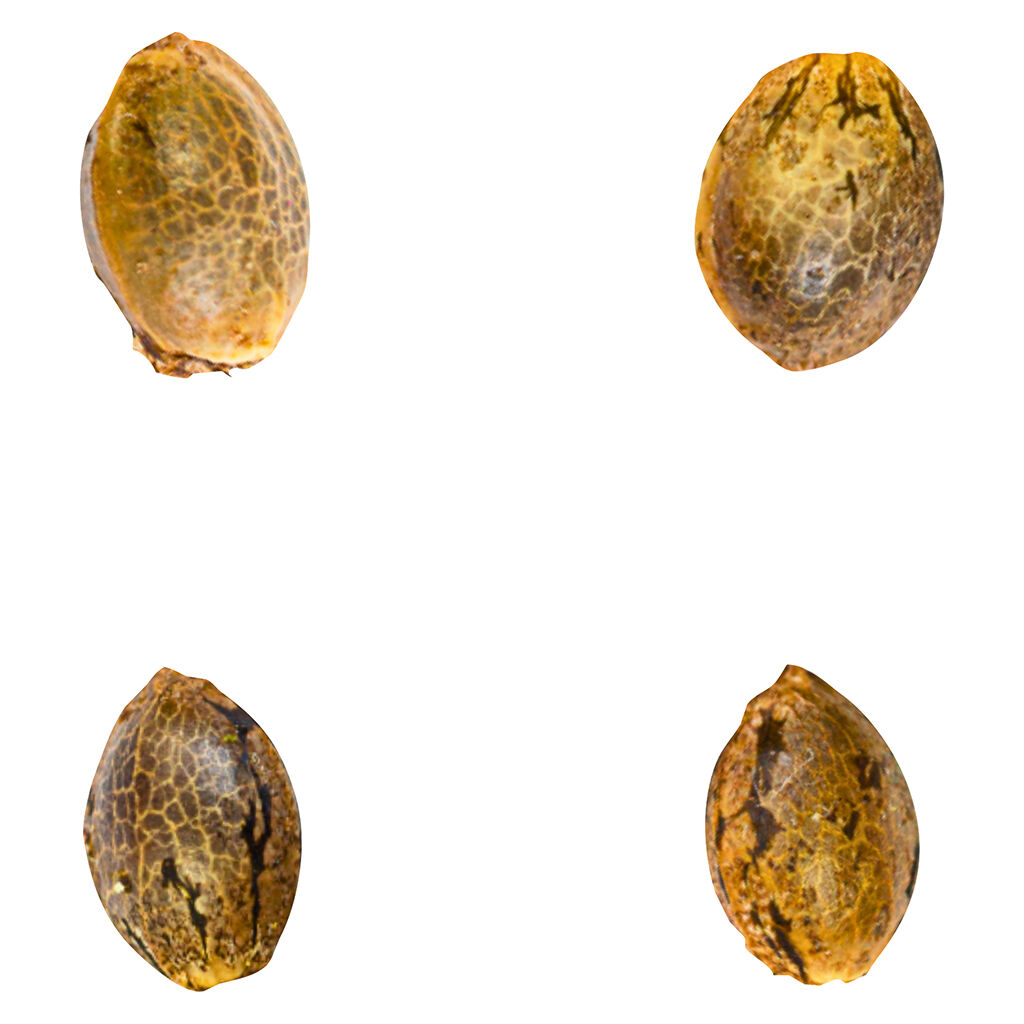 Green Rose Seeds - Gry Pytn X Crashed Out Cookies (fem Seeds) - Hybrid - 4 Pack