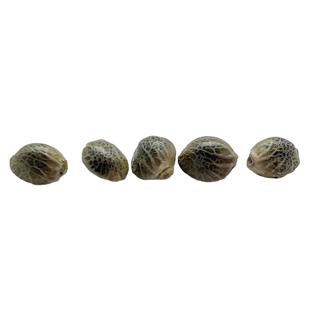 Weathered Islands Craft Cannabis - Sunshine Pine Autoflowering Seeds - Hybrid - 5 Pack