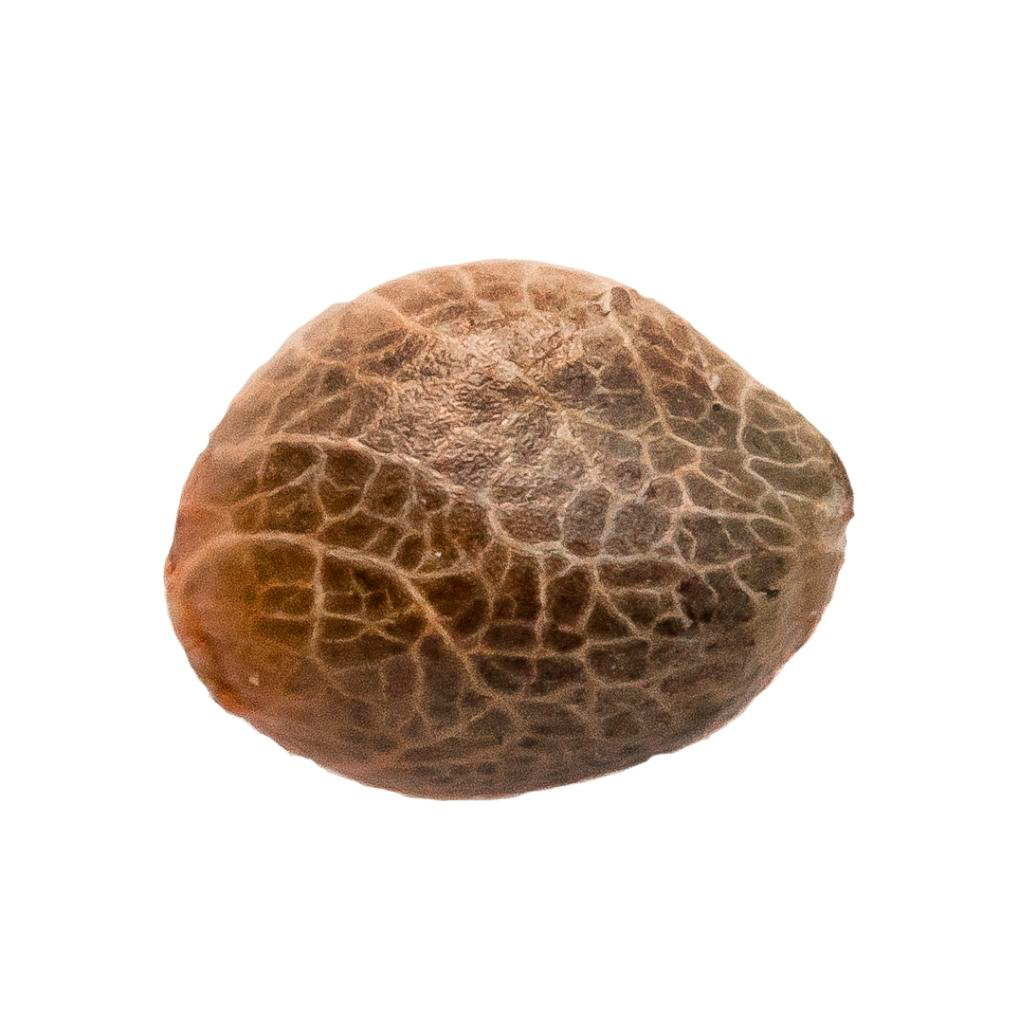 34 Street Seed Co - Acapulco Gold Feminized Seeds - Sativa - 5 Pack