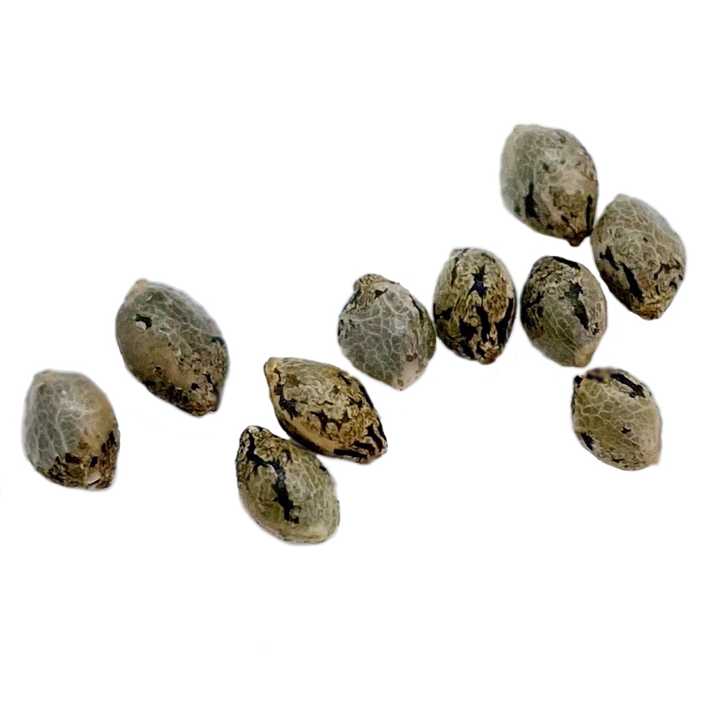 Weathered Islands Craft Cannabis - Apricot Kush Seeds (Regular) - Hybrid - 10 pack