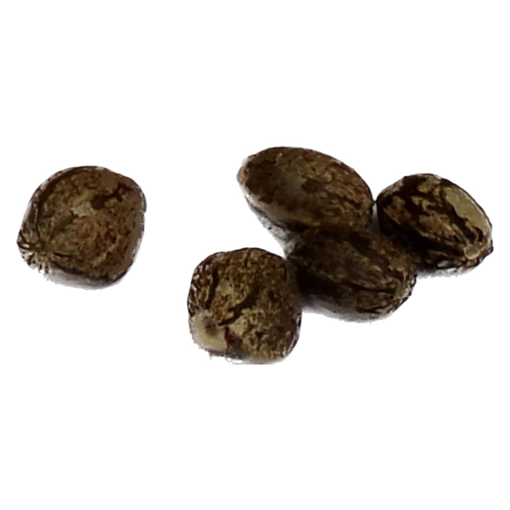 Autoflower Breeder's Club - Super Mango Kush THC Auto Seeds Regular - Indica - 4 Pack
