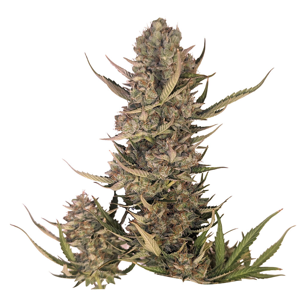 34 Street Seed Co - Pink Lemonade Auto Seeds - Indica - 5 Pack