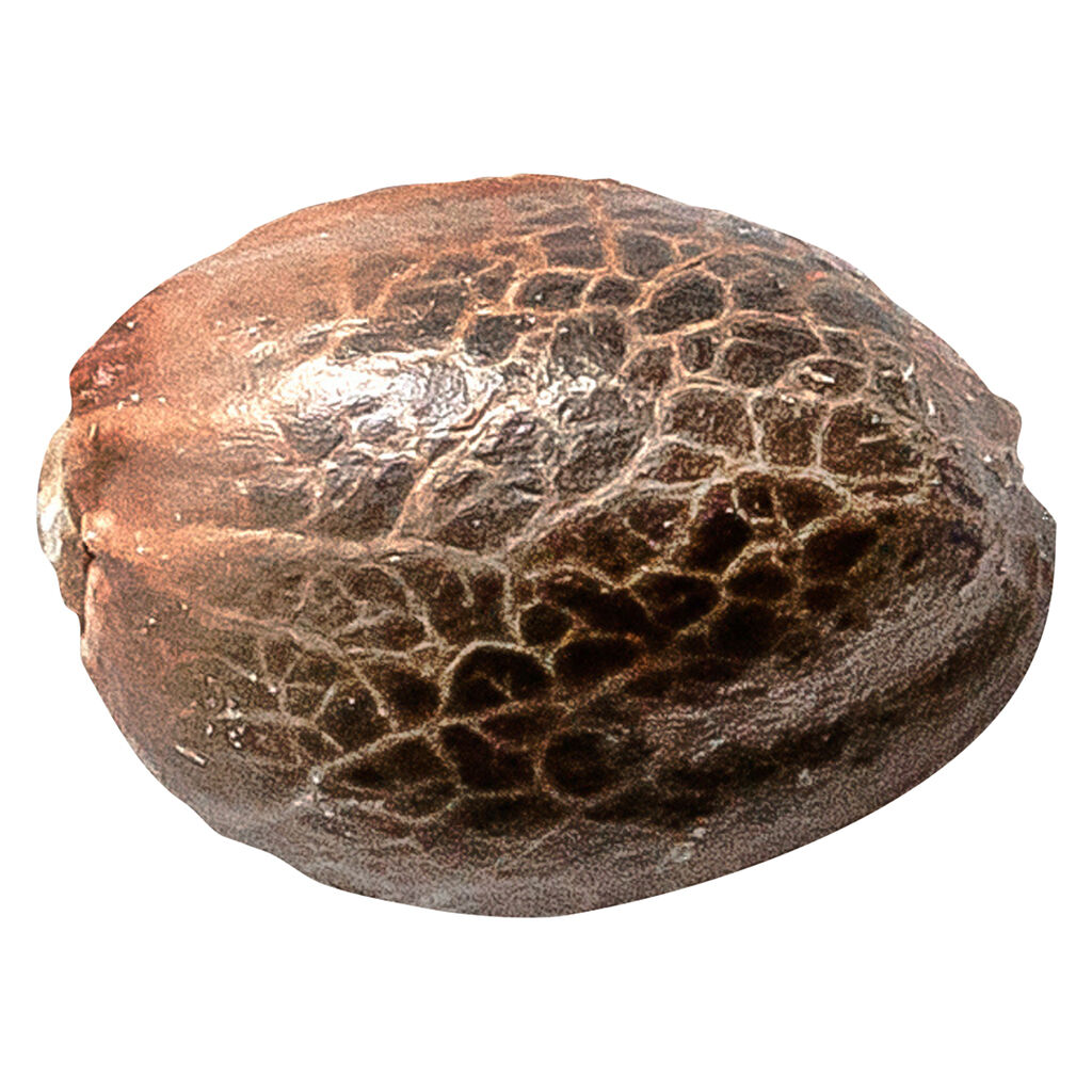 34 Street Seed Co. - Chocolate Kush - Hybrid - 5 Pack