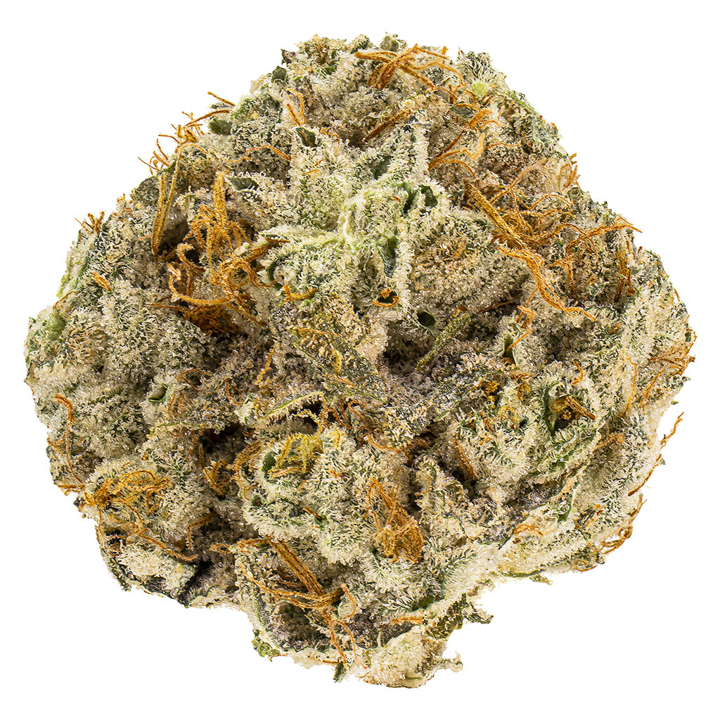 Reef Organic - Atlantic Glue