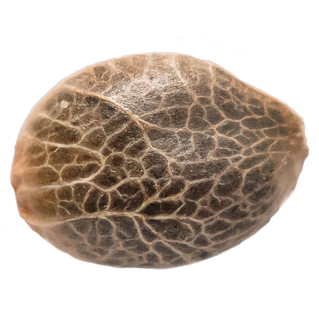 34 Street Seed Co. - Bubba Kush Seeds (Feminized) - Hybrid - 5 Pack