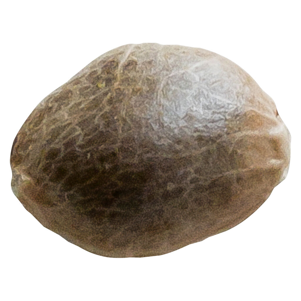 34 Street Seed Co. - Bubba Cheese - Indica - 5 Pack