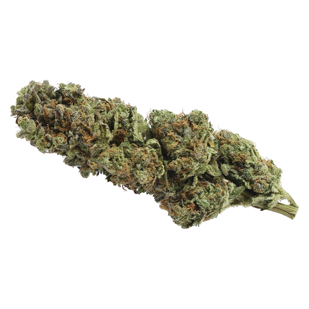 Northern Green Canada - Polar Kish