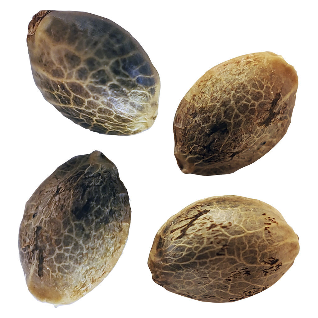 Weathered Islands - BC West Coast Feminized Seed Multi Pack - Hybrid - 4 Pack