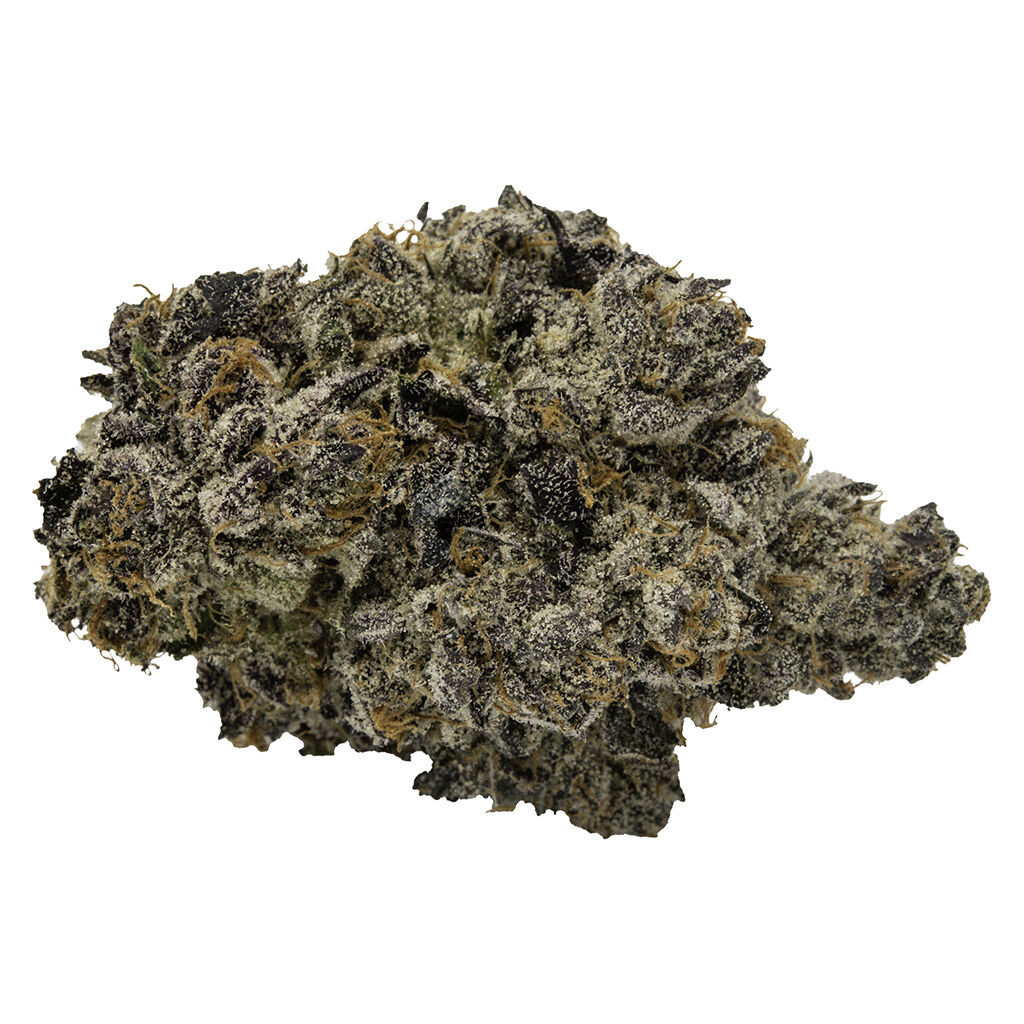 Koots Canna - Jezebel