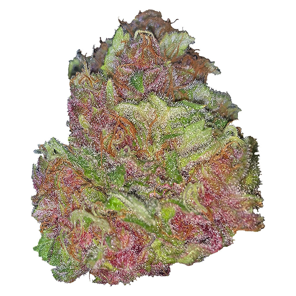 Silky Continental - Tropical Papaya