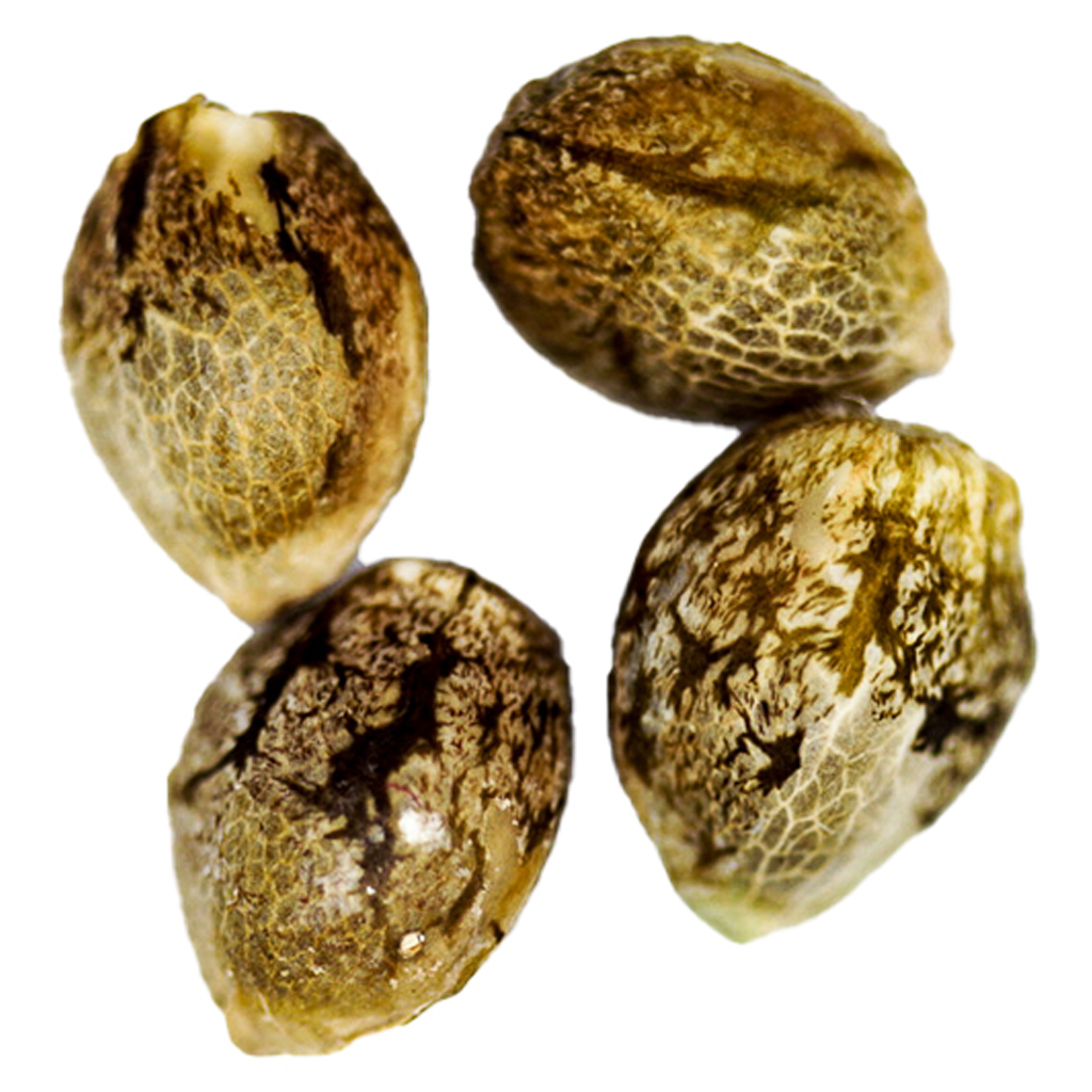 Camp River Cannabis - Black Domina Feminized Seeds - Indica - 4 Pack