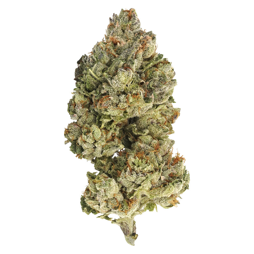 Encore - Sativa