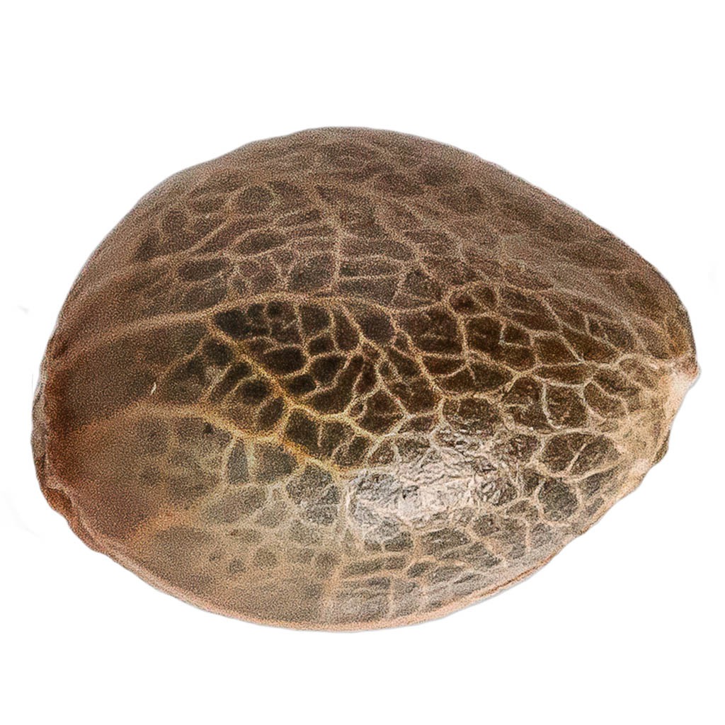 34 Street Seed Co. - Pineapple Express Seeds (Feminized) - Hybrid - 5 Pack