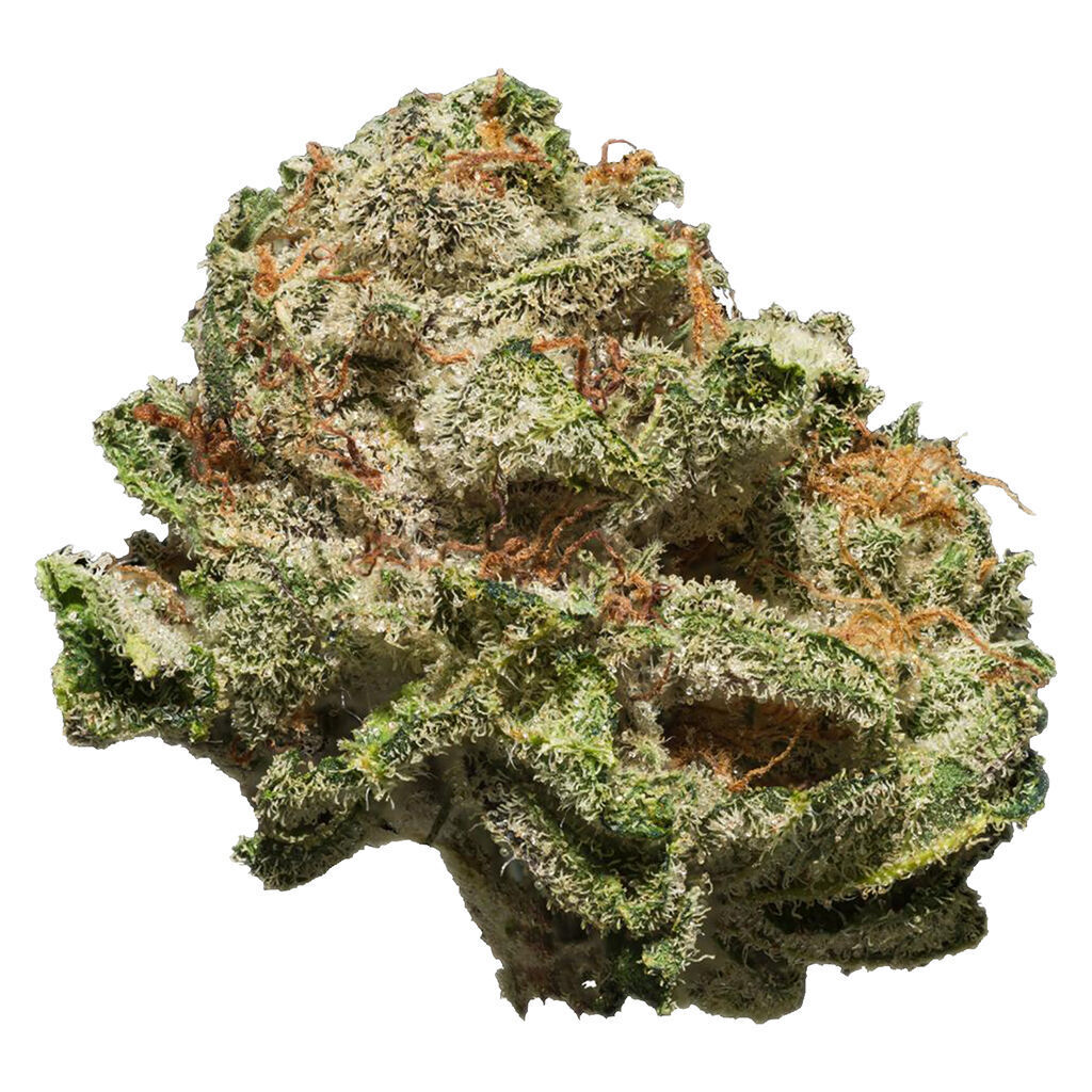 SAFARI FLOWER CO. - Lion's Mane