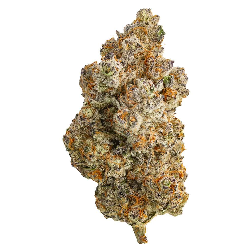 Northern Canna - Frost Monster