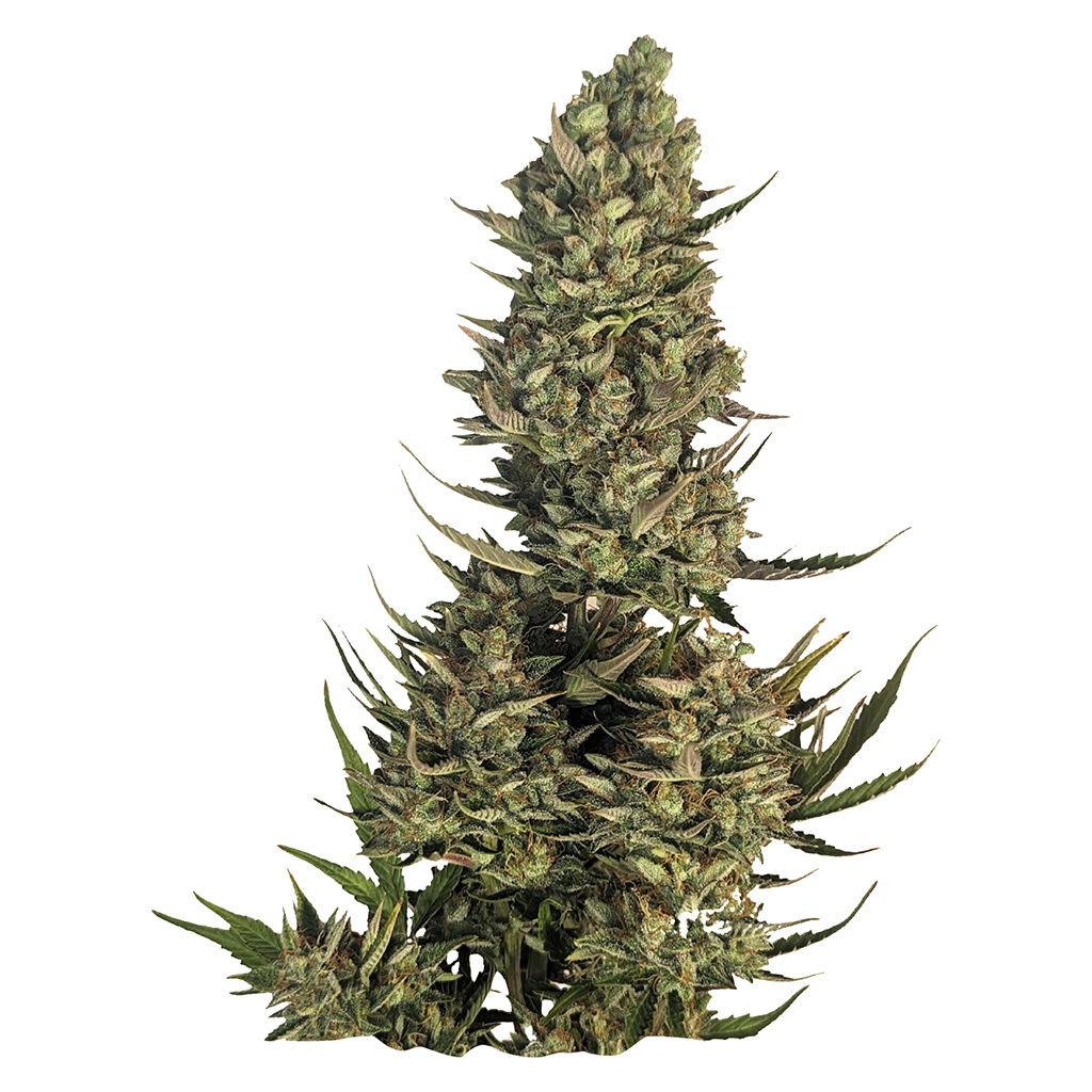 Bag Seed Co - Blue Dream Seeds - Sativa - 5 Pack