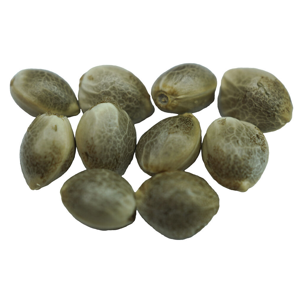 Voodoo Shack Seed Company - Diamond Scout Regular Seeds - Indica - 10 pack