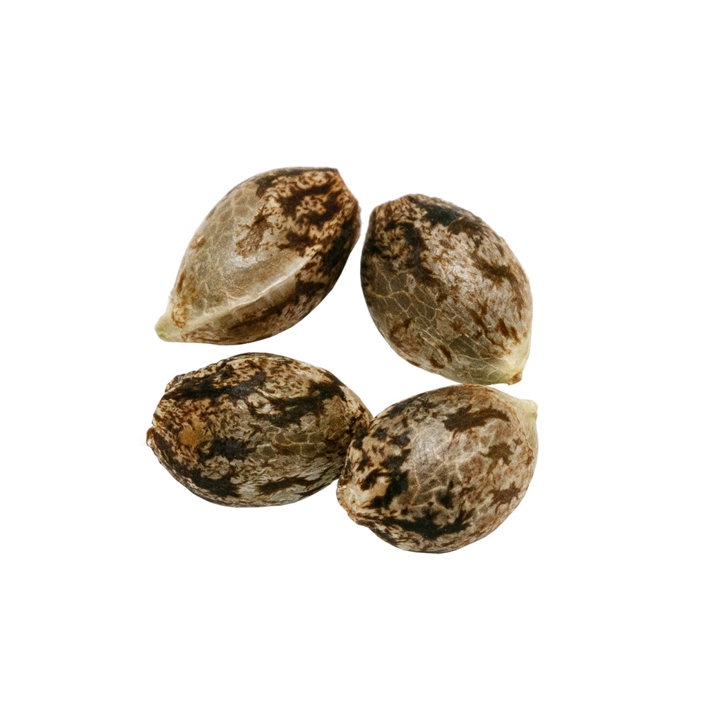 Pure Sunfarms - Headband Seeds (Feminized) - Hybrid - 4 Pack