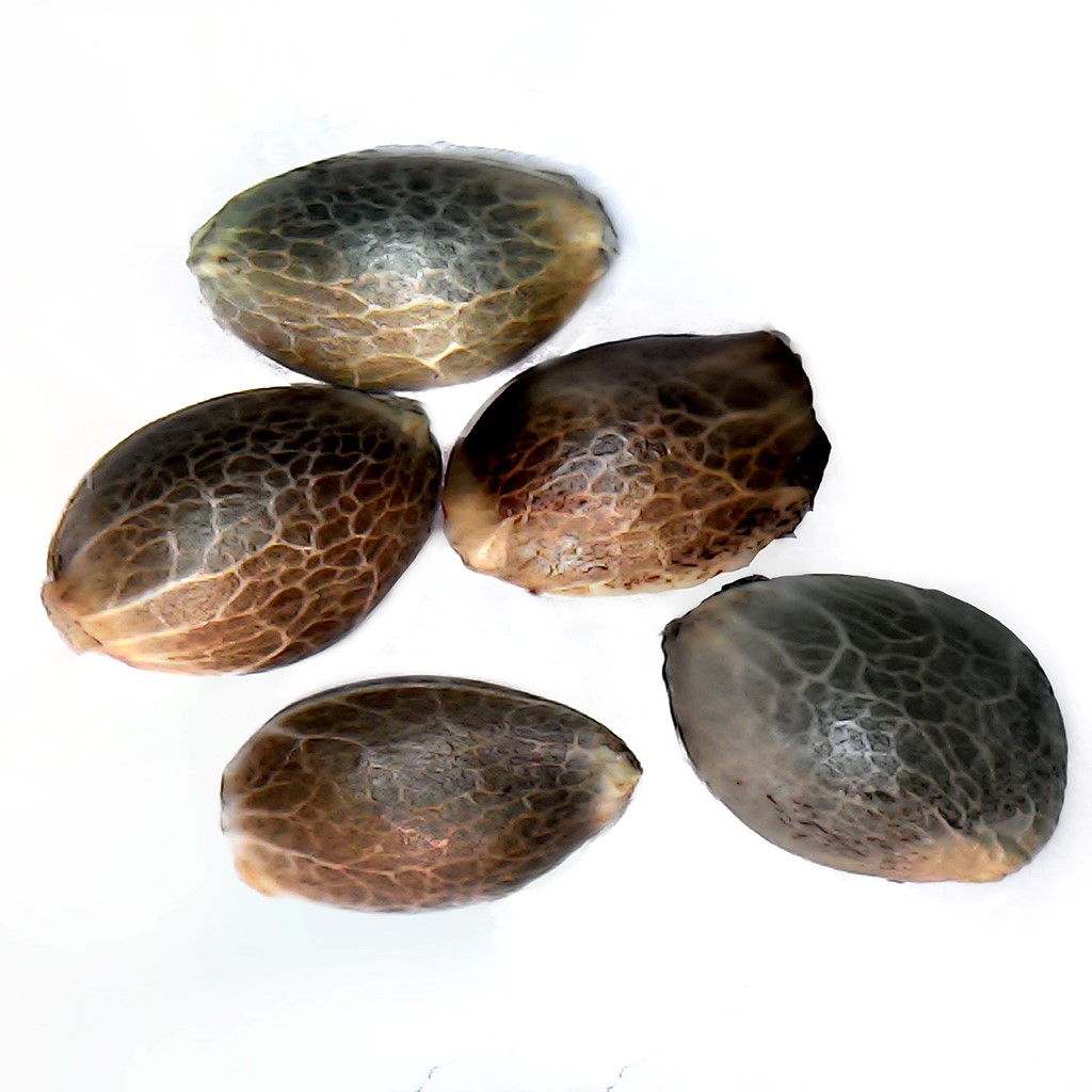 Parkland Flower Inc. - V.Kush 1:1 Seeds - Hybrid - 5 Pack