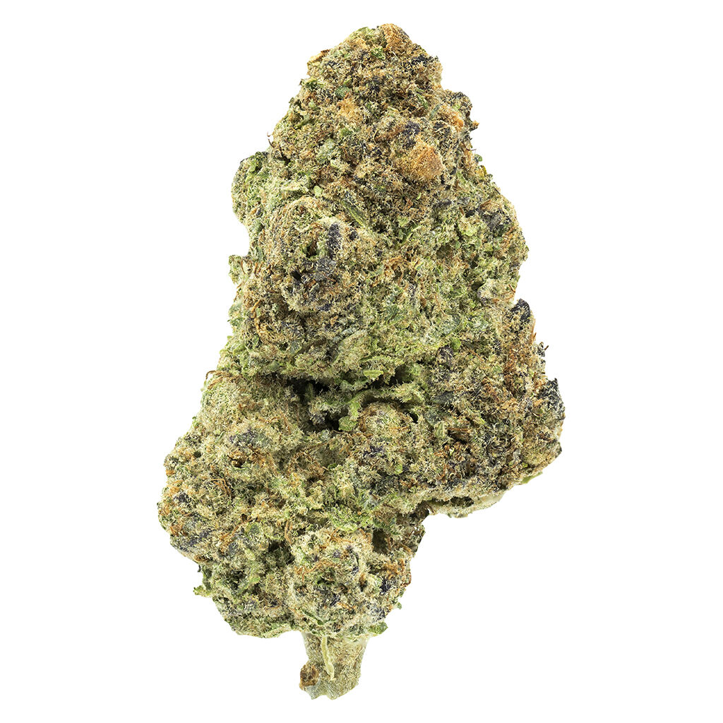 Encore - Indica