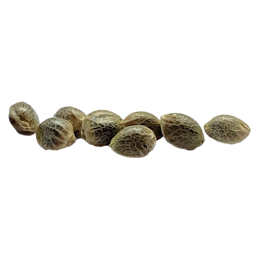Ancestral Seeds - Sugar Diesel Feminized Seeds - Hybrid - 8 Pack