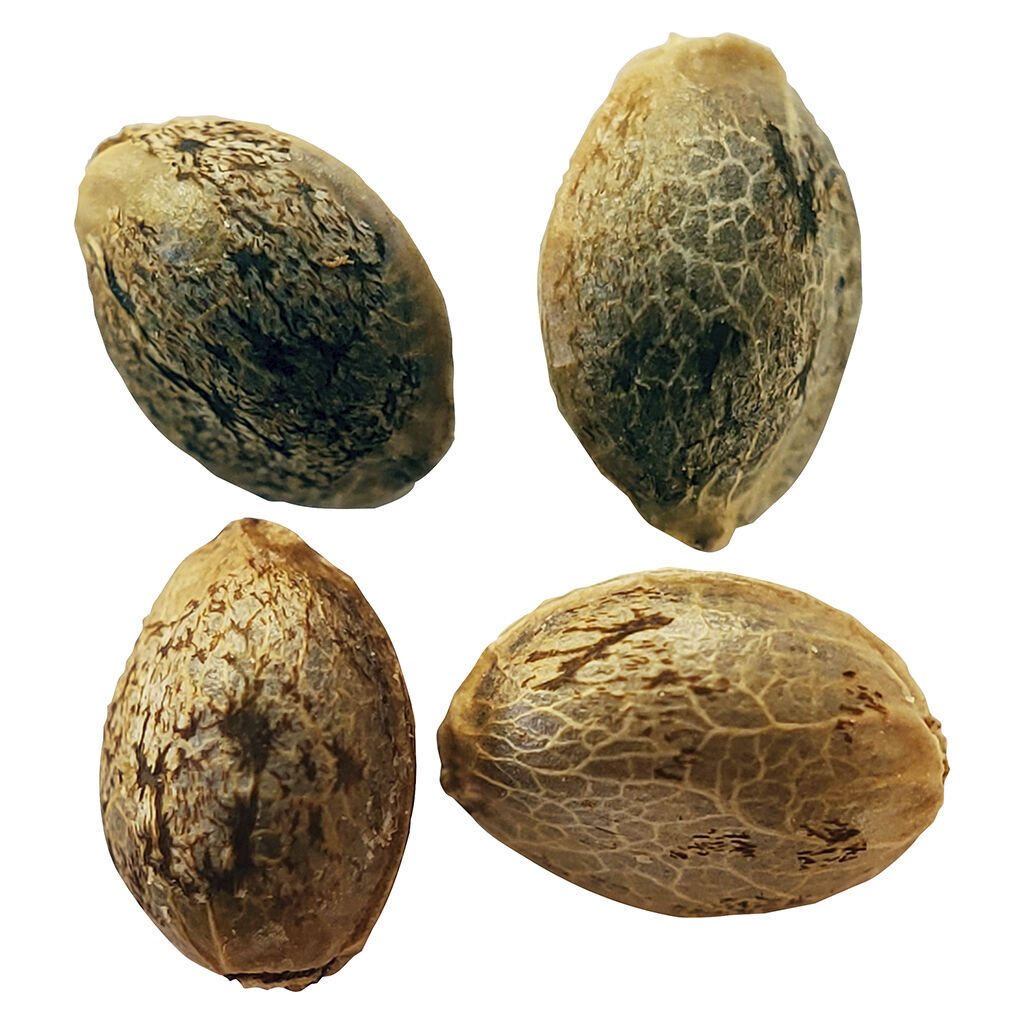 Weathered Islands - Timewarp Autoflower Feminized Seeds Multi Pack - Hybrid - 4 Pack